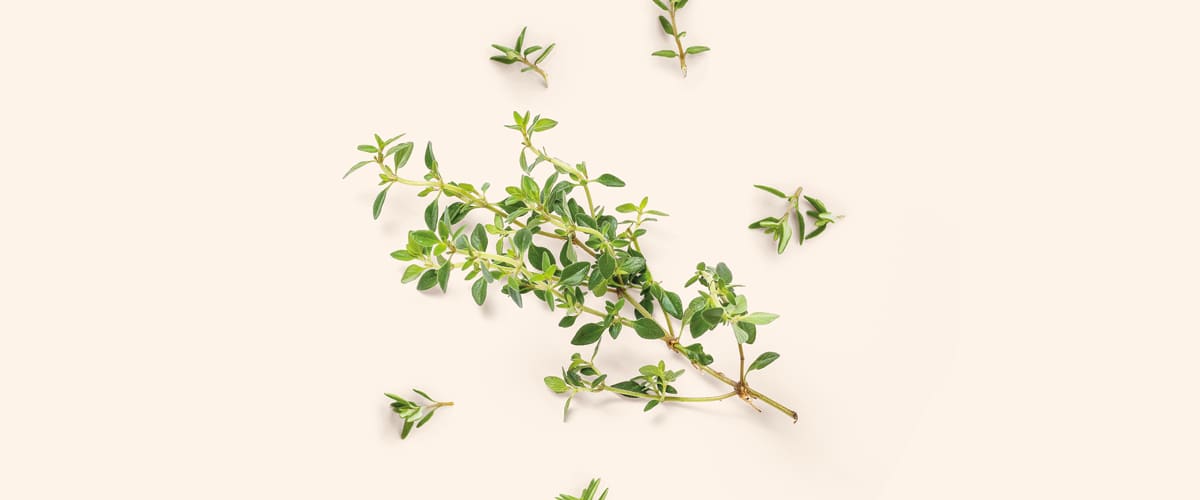 MAJČINA DUŠICA (Thymus)