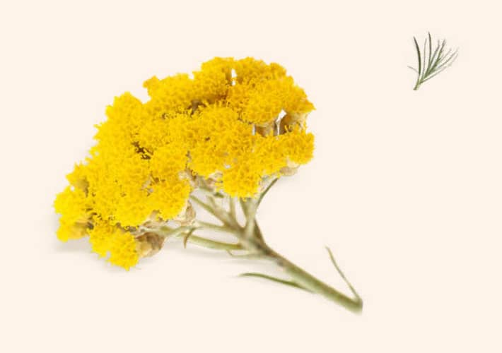 SMILJE (Helichrysum)