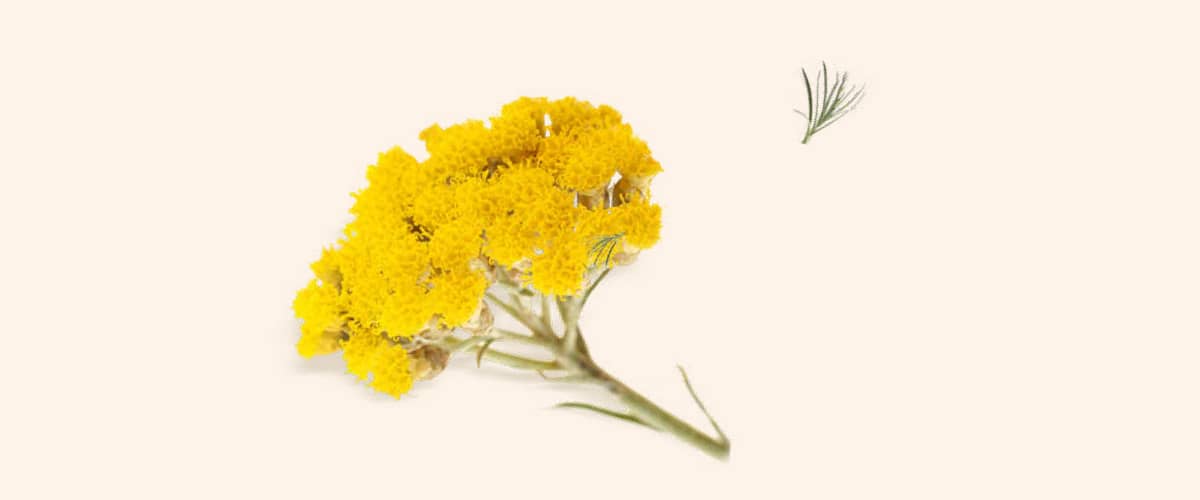 SMILJE (Helichrysum)