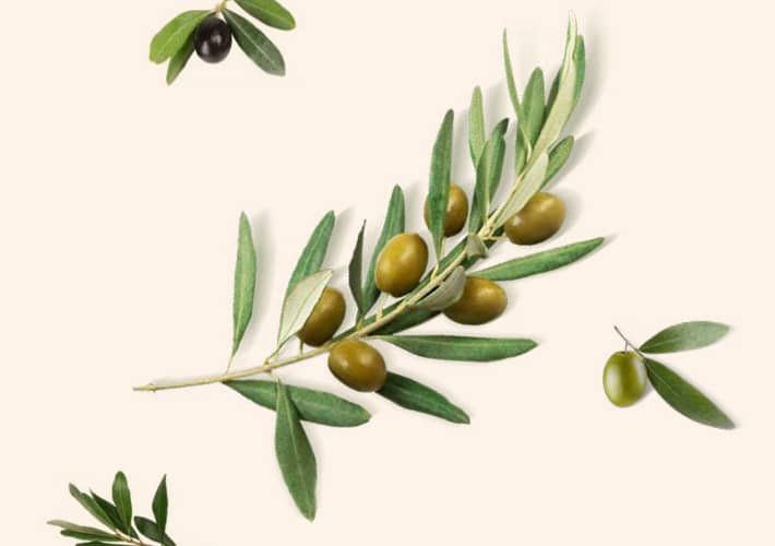 MASLINA (Olea europaea)