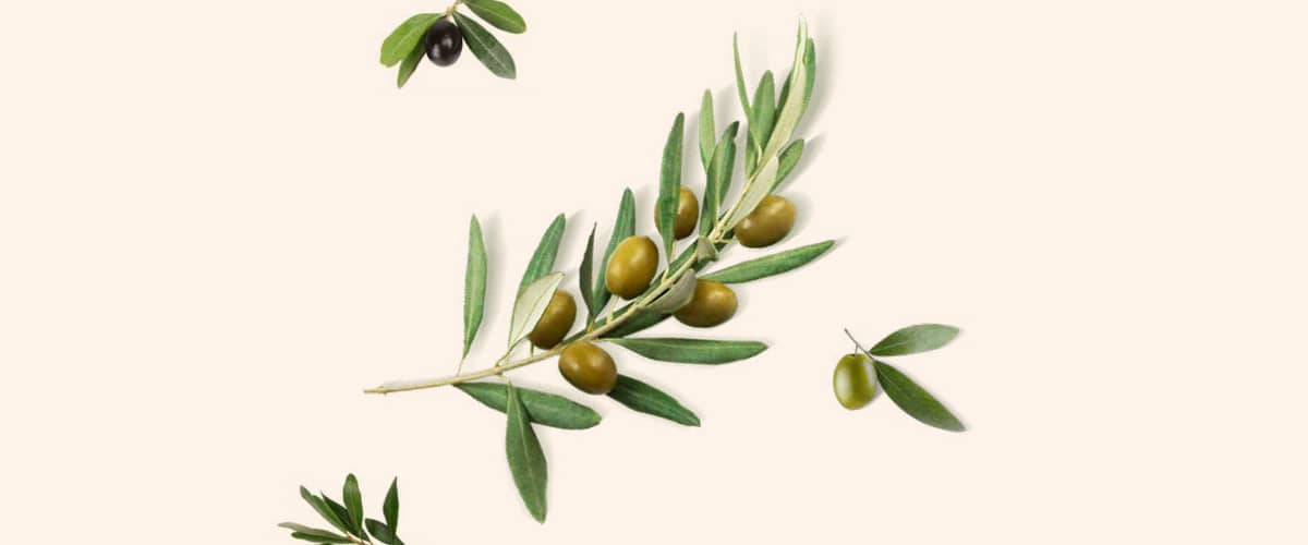 MASLINA (Olea europaea)