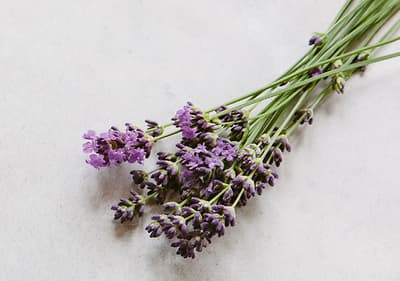 Lavanda