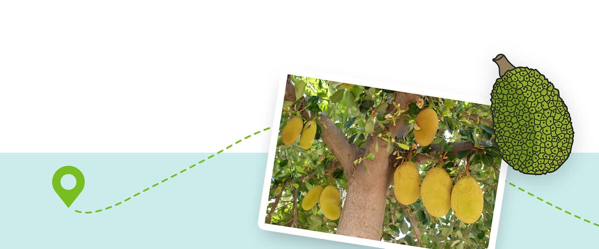 Uzgoj i berba jackfruita