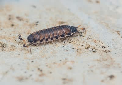 Podrumska babura