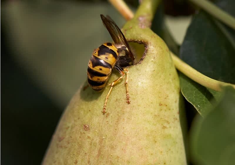 Osa
