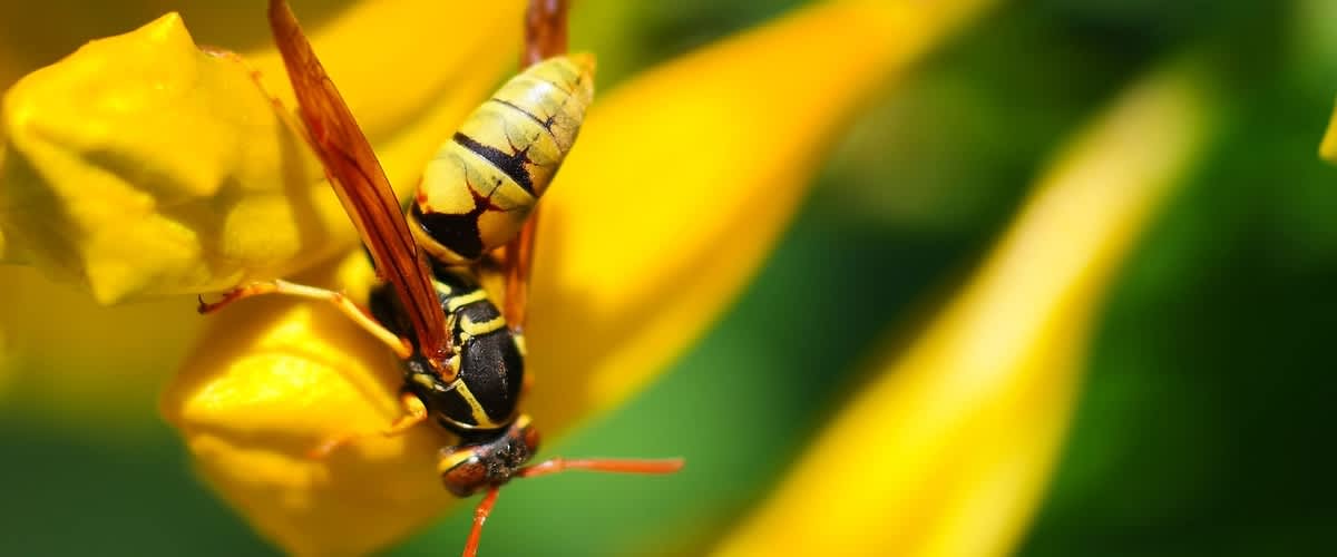 stršljen na žutom cvijetu
