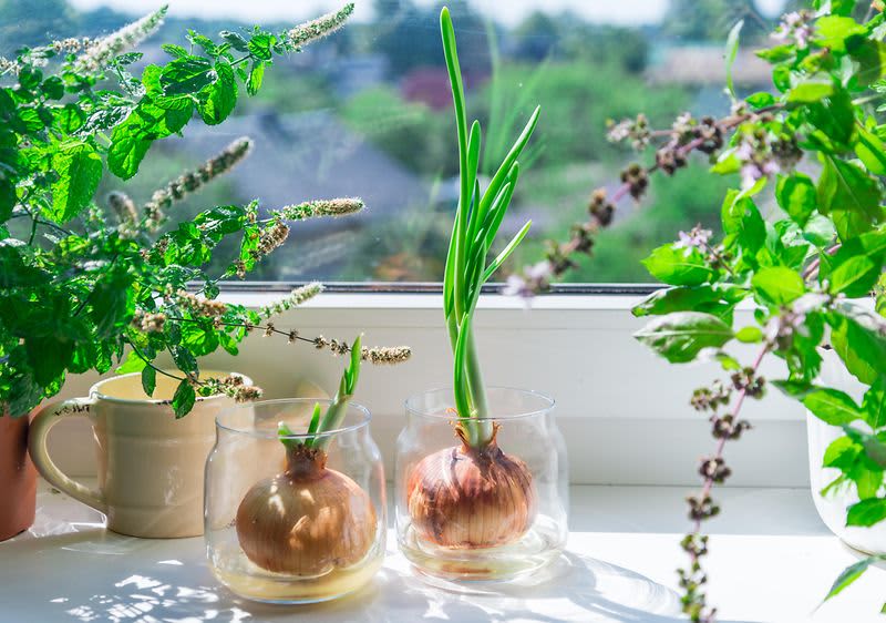 Sadnja lukovica u vlastitom domu