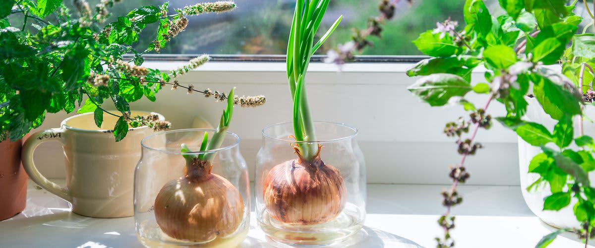 Sadnja lukovica u vlastitom domu