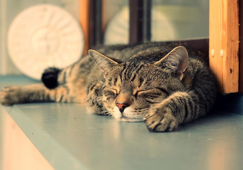 Mačka koja leži ispod stola