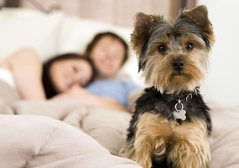 muž i žena i pas spavaju u krevetu