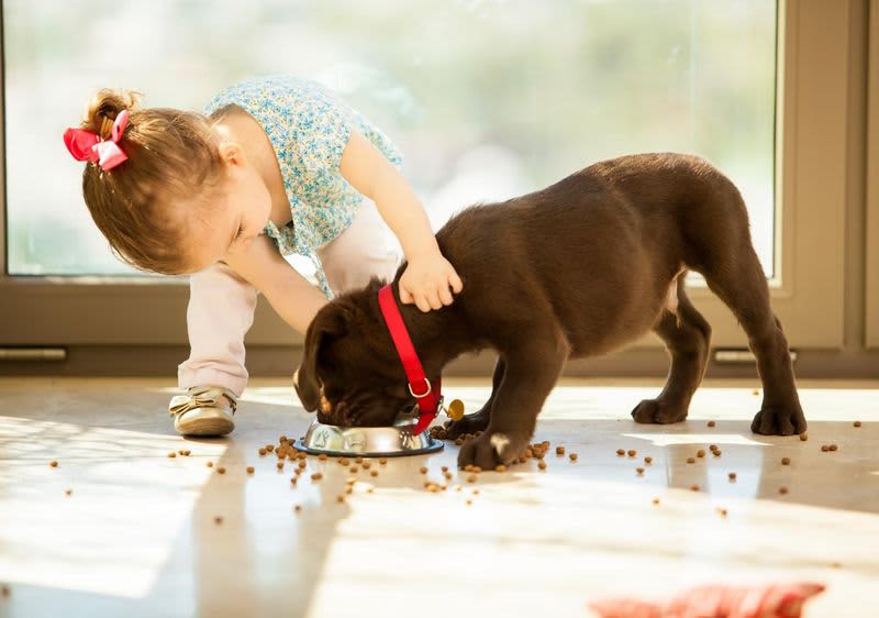 djevojčica daje psu hranu