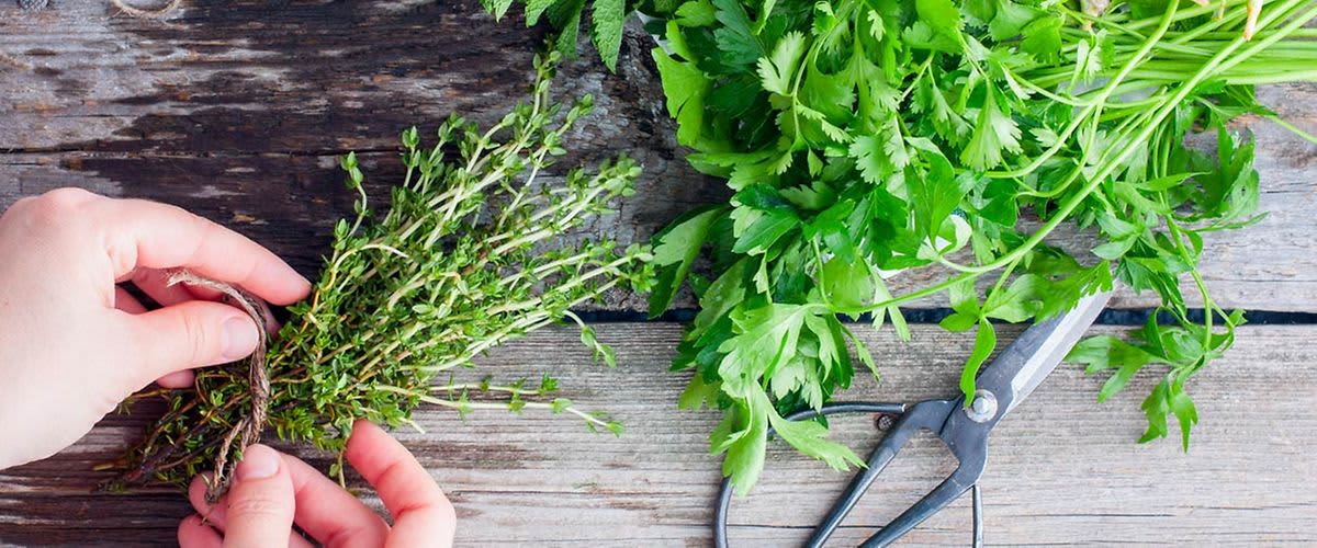 Pravilno skupljanje divljih biljaka