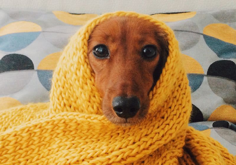 Vaš kućni ljubimac i zima