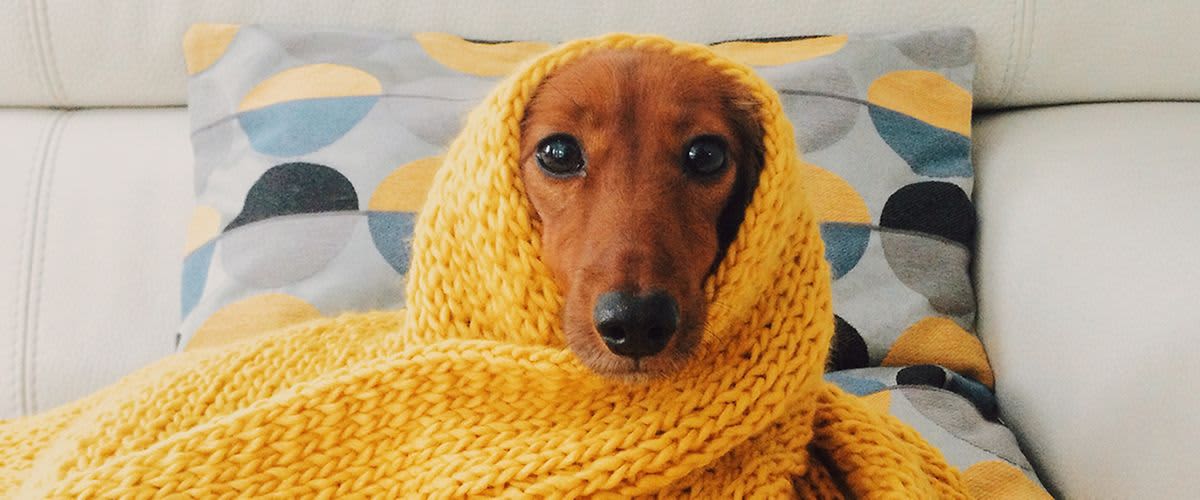 Vaš kućni ljubimac i zima