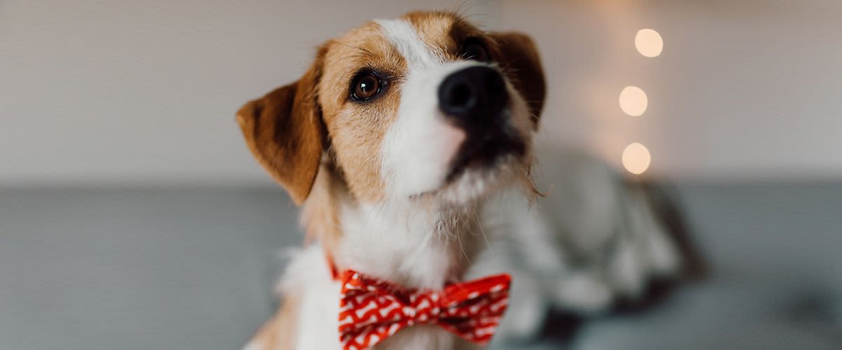 Silvestrovo s kućnim ljubimcem