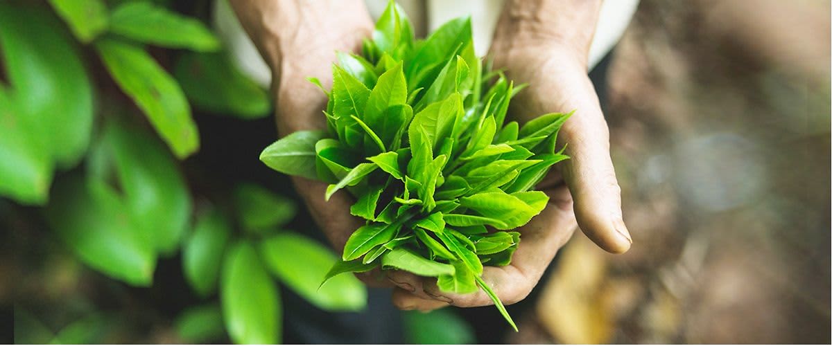 Jedna biljka, više različitih boja i bezbrojne mogućnosti uživanja u čaju