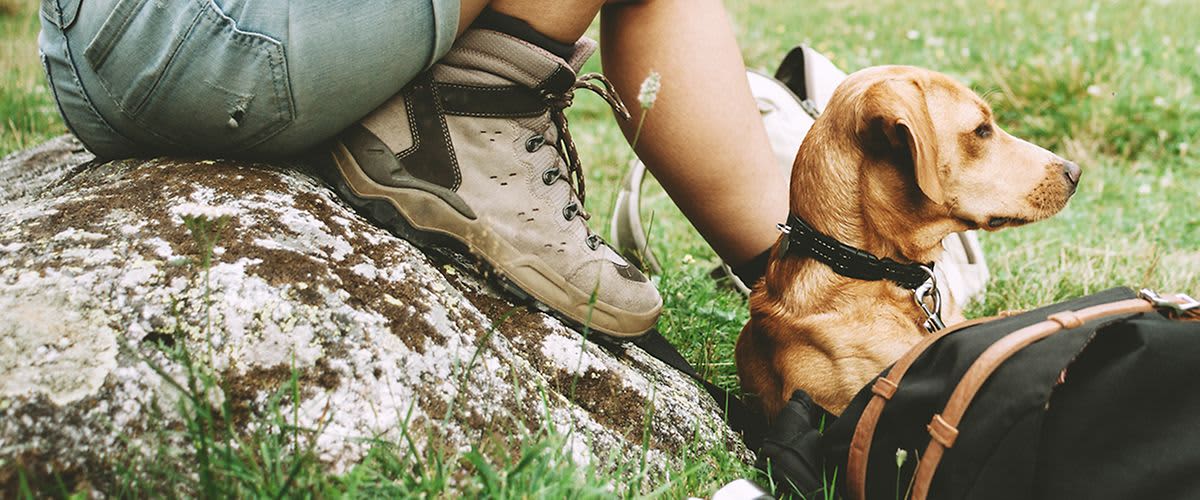 Planinarenje sa psom  