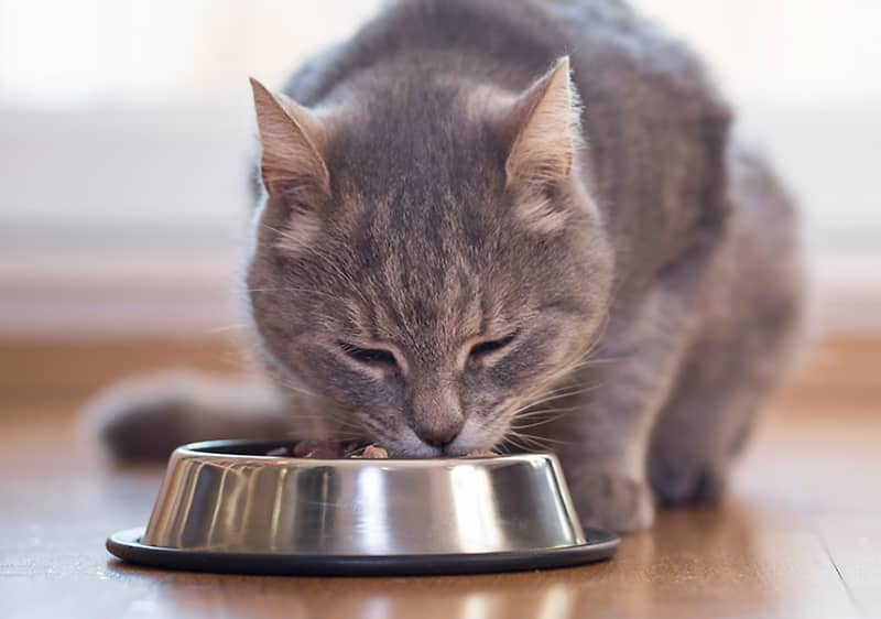 Hrana za mačke