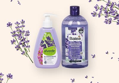 LAVANDA (Lavendula angustifolia)