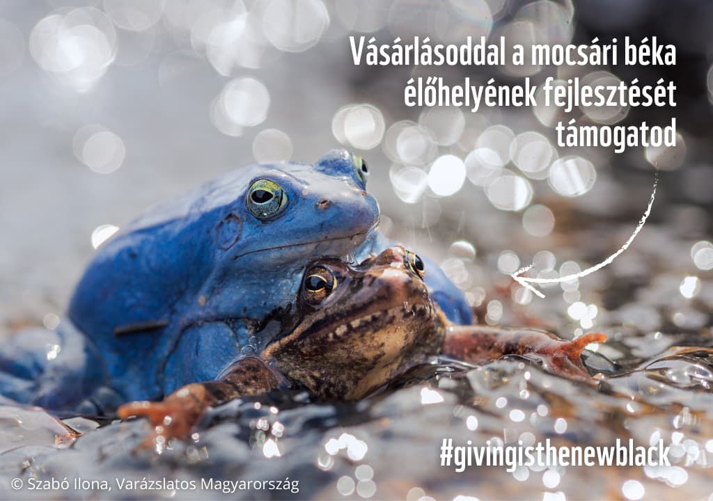 giving friday