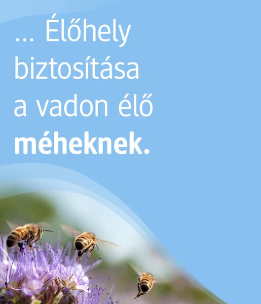 Sie können unterstützen, Lebensräume gefährdeter Wildbienen zu sichern. 
