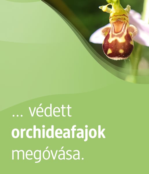 Sie können unterstützen, geschützte Orchideenarten zu bewahren. 