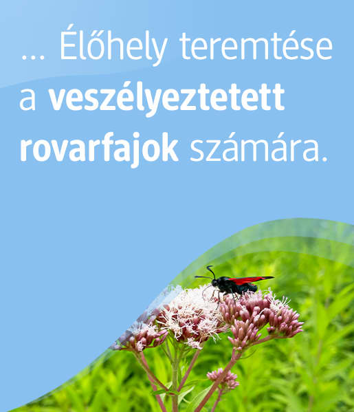 Sie können unterstützen, Lebensraum für gefährdete Insekten-Arten zu schaffen. 