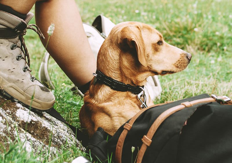 Túrázás kutyával