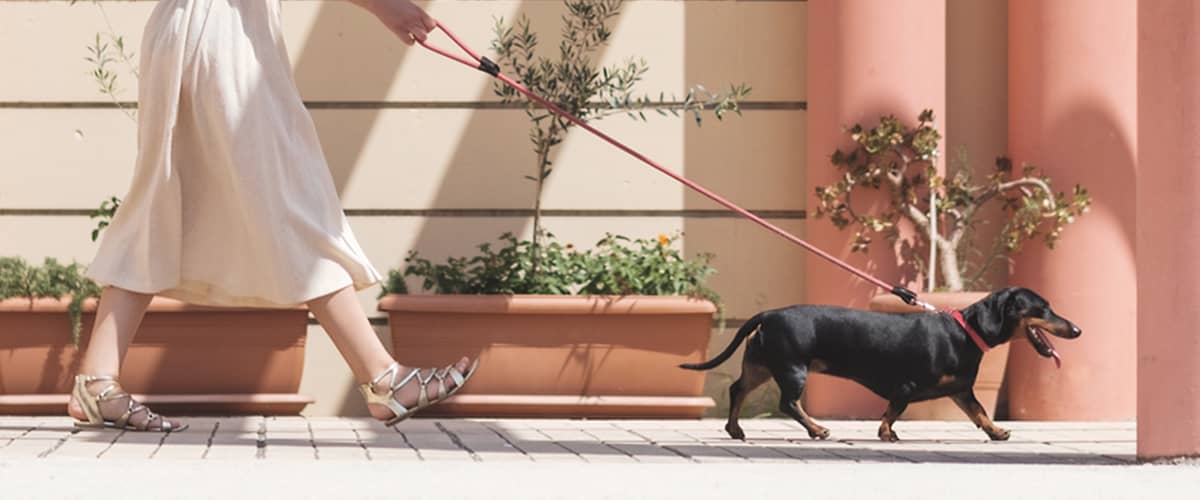 Kutyák a hőségben