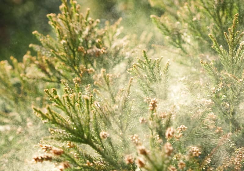 AllergiaszezON