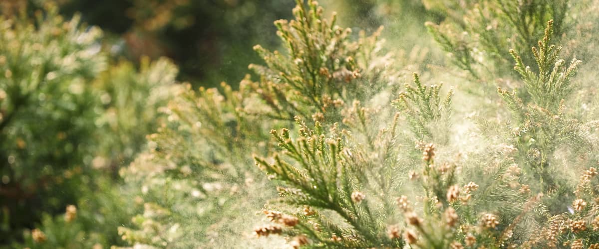 AllergiaszezON