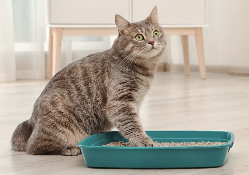 Macskaalom és macskavécé