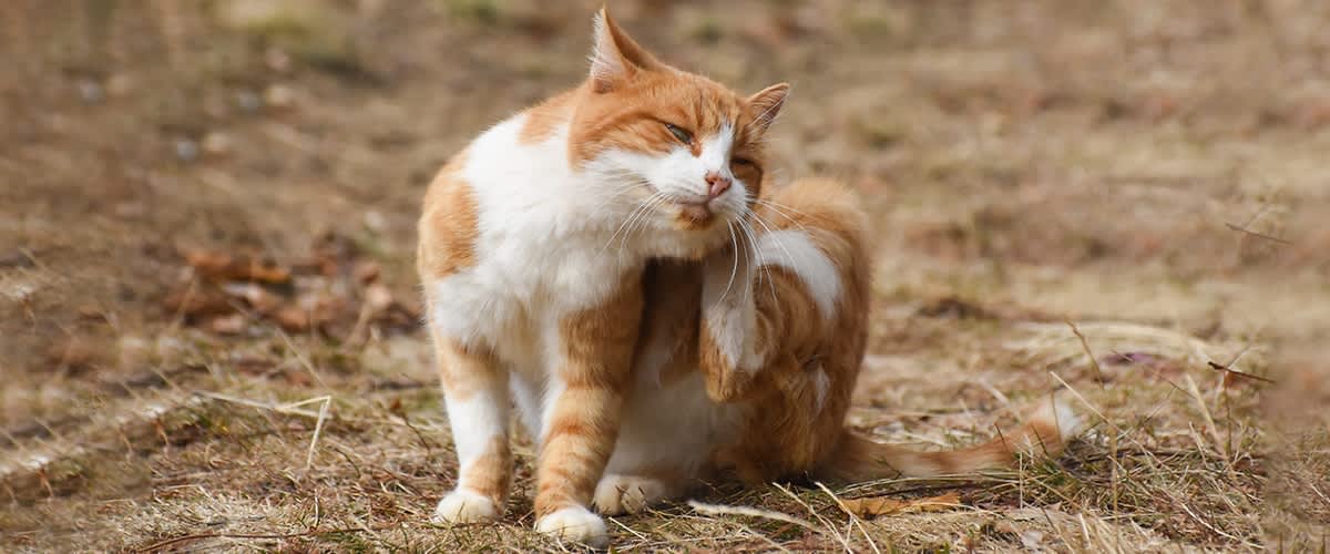 Kullancsok a macskában