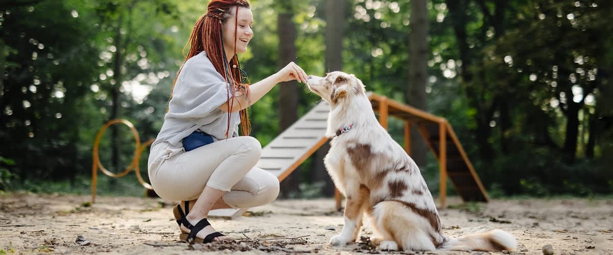 Házi készítésű jutalomfalat kutyák számára 