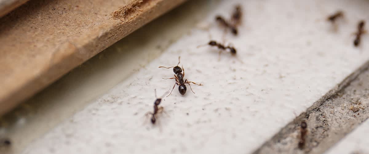 Házi készítésű jutalomfalat kutyák számára 