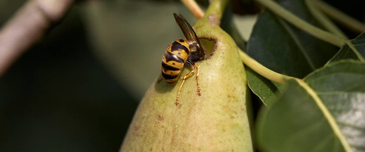 Darazsak távol tartása