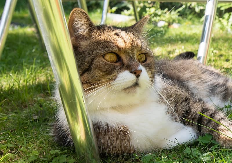 Tippek hőség ellen macskáknak