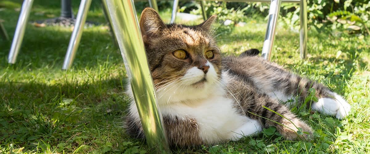 Tippek hőség ellen macskáknak