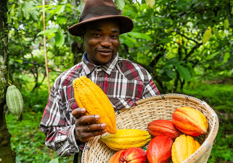 Mann haelt Korb mit Kakaupflanze in der Hand