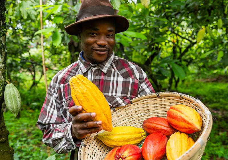 Mann haelt eine Korb mit Kakao Pflanzen in der Hand