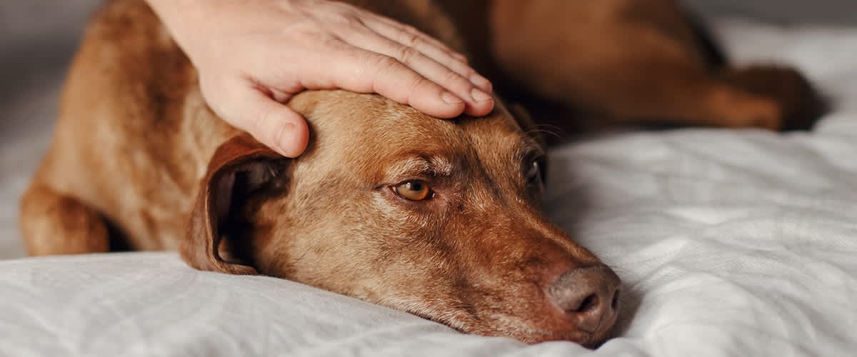 Így nyugtathatja meg kutyáját szilveszterkor