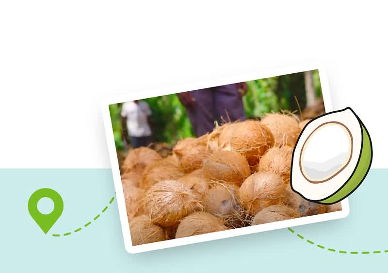 Kókuszdiók halmaza egy trópusi környezetben, kókusz ikon a képen