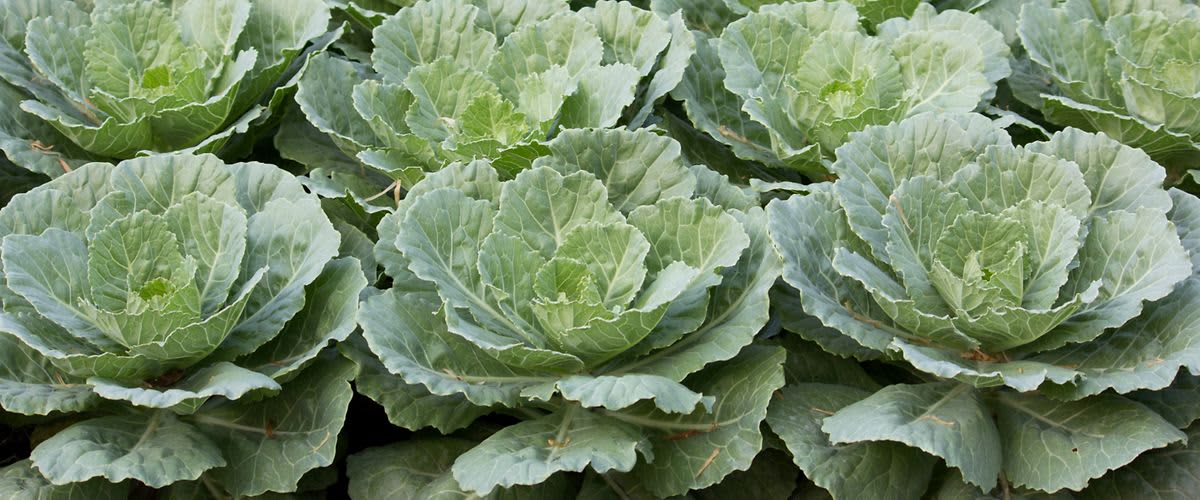 Bio káposztafélék