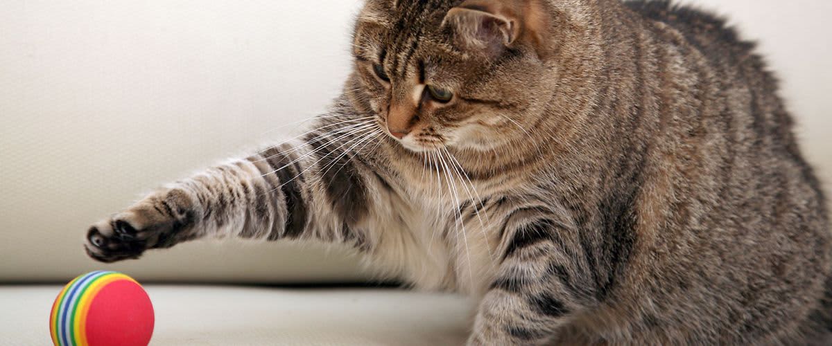 Túl kövér a cicája?