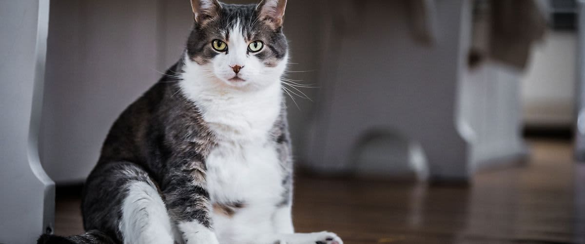 Túl kövér a cicája?