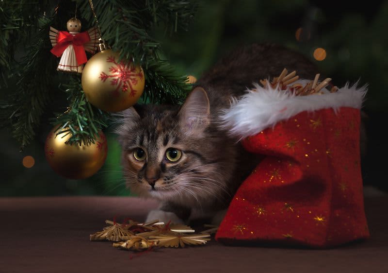 Ajándékok négylábú kedvenceinknek