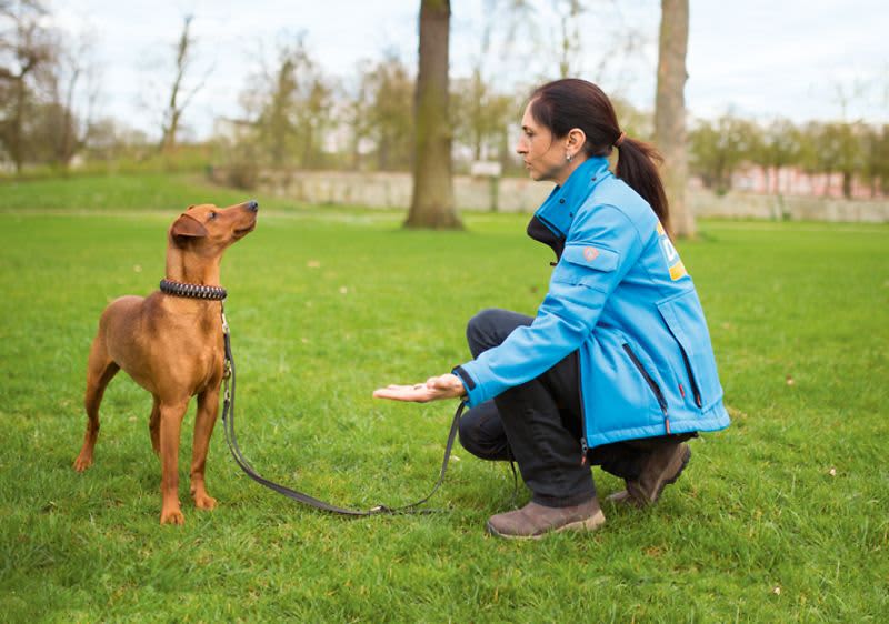 Hogyan beszélgetnek velünk a kutyák