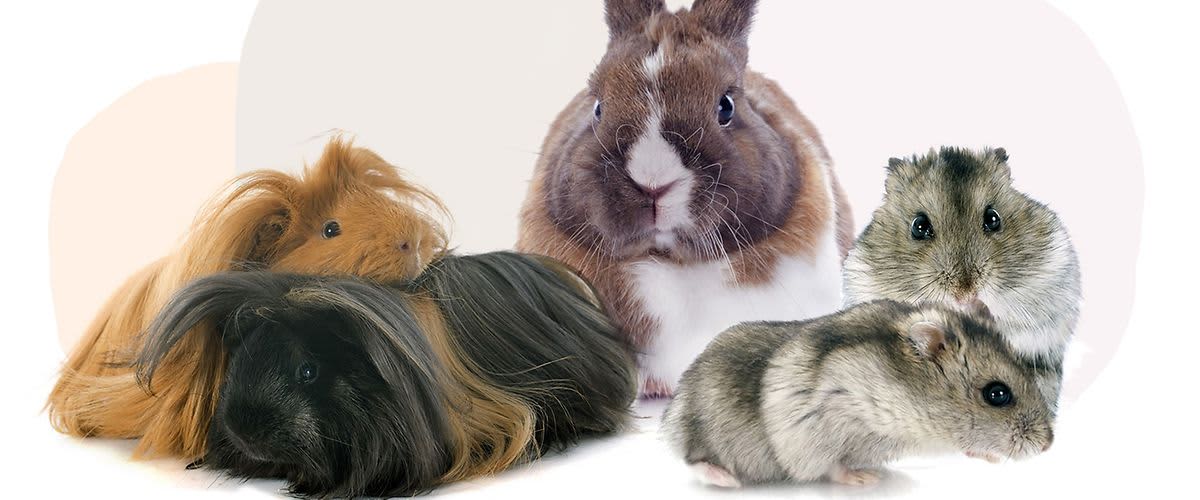 10 meglepő tény az apró házi kedvencekről