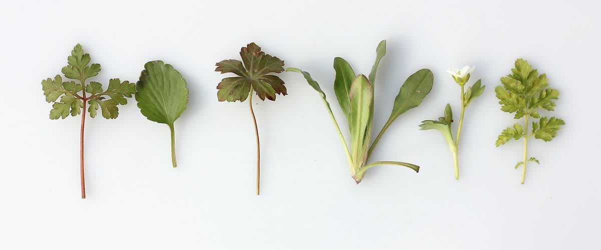 Az alábbi gyógynövények fontosak számunkra