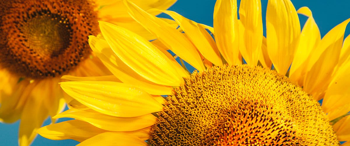 A kókuszolaj alternatívái